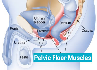 pelvic Floor or Pubococcygeal (PC Muscle)