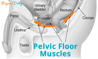 Pelvic Floor Muscles