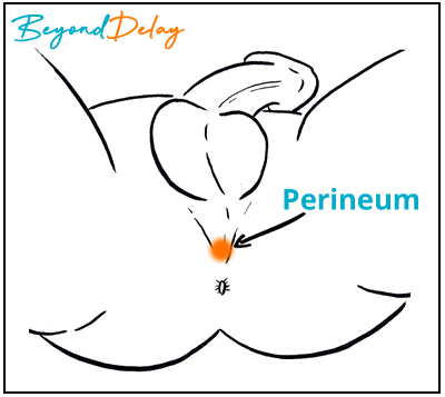 Perenium Diagram Last Longer in bed naturally for men